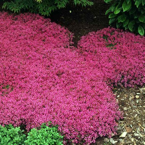 Magic Carpet Ground Cover and the Benefits for Pollinators